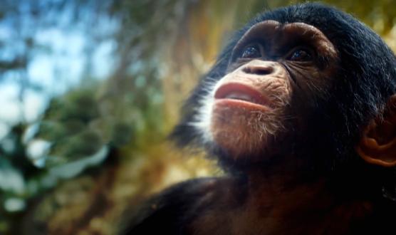 'Baby Chimp Rescue' Premieres Saturday, December 5 🐵 Wonderstruck